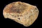 Fossil Hadrosaur Phalange - Alberta (Disposition #-) #134465-1